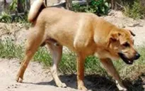 Chó dại cắn 7 người, một thai phụ tử vong