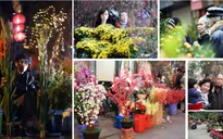 Nhộn nhịp không khí chợ hoa Tết Bính Thân 2016 tại Hà Nội