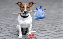 Chó, mèo là những động vật bị bỏ rơi nhiều nhất