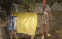 Hà Giang: Chủ động phòng chống đói rét cho đàn gia súc