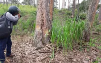 7 dự án ở Lâm Đồng có tình trạng lấn chiếm đất rừng
