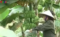 Vĩnh Phúc: Chuối rớt giá, người nông dân lao đao