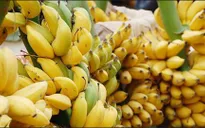 Nông dân ế đầy vườn, DN thiếu nguồn chuối xuất khẩu