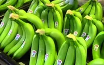 Chuối Việt Nam lần đầu vào thị trường Nhật Bản