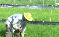 Nắng hạn, gia tăng chuột hại lúa tại Phú Yên