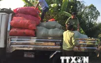 Phát hiện một cơ sở sản xuất mũ bảo hiểm giả quy mô lớn