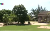 Cỏ - Cây xóa nghèo cho nông dân Hội An