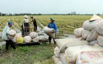 Tin vào “cò lúa”, nông dân Hậu Giang bị lừa hàng tỉ đồng