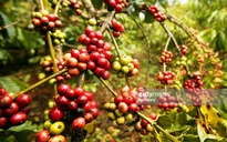 Giá cà phê thế giới giảm mạnh