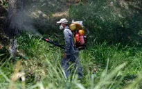Virus Zika lây lan nhanh ở Colombia