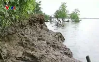 Vĩnh Long: Cồn Công sạt lở nghiêm trọng do khai thác cát