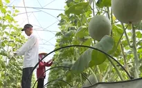 TP.HCM sẽ đầu tư thêm 2 khu nông nghiệp công nghệ cao