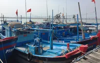 Phú Yên: Hơn 130 tàu cá không thể ra khơi