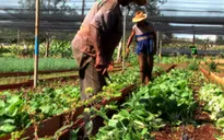 Cuba áp mức giá trần cho lương thực, thực phẩm