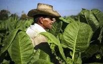Cuba cho phép hộ nông dân được trực tiếp thuê lao động