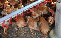 Ấn Độ: 26 bệnh nhân mắc cúm gia cầm ở bang Punjab đã tử vong