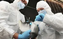 Bùng phát dịch cúm A/H5N6 tại Kon Tum