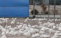 Nhật Bản phát hiện chủng cúm gia cầm H5 tại các trang trại