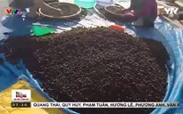 Hàng tấn ô mai bẩn la liệt trong khu đô thị vắng người