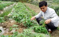 Thu tiền tỷ mỗi năm nhờ trồng đương quy