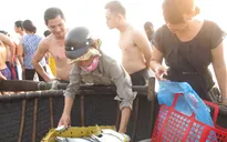 Đà Nẵng lập điểm bán cá sạch tại các chợ