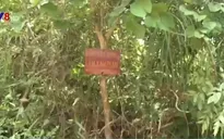"Nhập nhèm" giữa rừng đặc dụng và rừng sản xuất