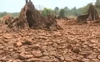 Hạn hán khốc liệt ở Đăk Lăk: Người khát cháy, cây chết khô