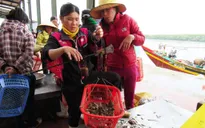 Người dân miền Trung lúng túng vì danh mục hải sản an toàn và không an toàn