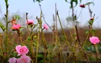Đào Nhật Tân bắt đầu được bán ra thị trường