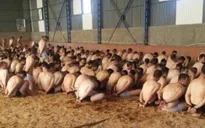 Nhiều nhà ngoại giao Thổ Nhĩ Kỳ xin tị nạn ở Đức sau vụ đảo chính
