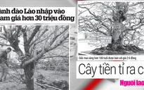 Đào hàng chục triệu, mai hàng tỷ đồng được bày bán dịp Tết