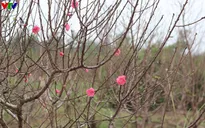 Đào Nhật Tân bung nở chào năm mới 2016