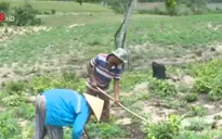 Bức bối đất sản xuất hậu dự án thủy điện