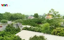Bắc Giang: Hệ lụy hơn 20 năm từ mua bán đất ruộng trái phép