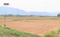 Bình Định: Hơn 4.000ha đất lúa bị bỏ hoang vì nắng nóng