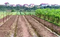 Bộ trưởng Trần Hồng Hà: Sẽ siết chặt công tác quản lý đất nông lâm trường