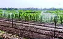Đại biểu Quốc hội đồng tình mở rộng đối tượng được miễn thuế sử dụng đất nông nghiệp