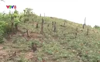 Đăk Lăk: Khó khăn trong thu hồi đất lâm nghiệp bị xâm chiếm