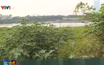 Khu đất vàng của Hà Nội bị bỏ hoang thành "khu đô thị cỏ"