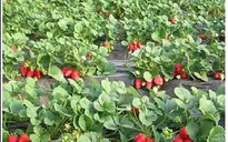 Nhạy bén mô hình vườn dâu tây du lịch ở ngoại ô Bắc Kinh (Trung Quốc)