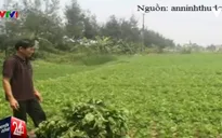 Người dân khốn khổ vì hàng loạt tin đồn thất thiệt