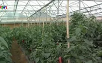 Bình Dương đầu tư gần 1.000 tỷ đồng phát triển nông nghiệp công nghệ cao