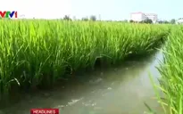 Đê bao chống mặn giúp cây trồng sống khỏe giai đoạn hạn mặn