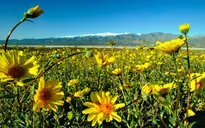 Đẹp mê cánh đồng hoa dại tại Thung lũng chết, California