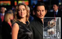 Johnny Depp - Amber Heard và cuộc chiến thú cưng