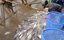 Sẽ xây dựng bản đồ cá tra ở ĐBSCL