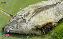 Thơm ngon cá rô phi nướng đậm chất thôn quê