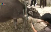 Vẫn còn 4 tỉnh có dịch lở mồm long móng