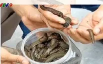 Thương lái lại lùng sục mua đỉa tại Thanh Hóa
