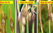 Trà Vinh công bố dịch đạo ôn hại lúa Hè Thu